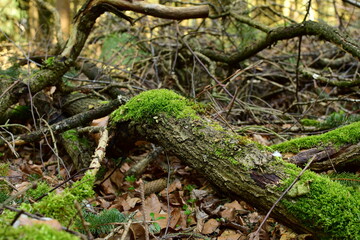 Äste und ein Baum im Wald mit Moos