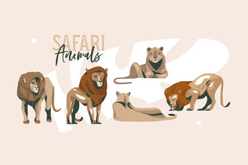 Hand drawn vector stock abstract flat graphic illustration with African wild lion and lioness in the wild or zoo collection set,cartoon animal design isolated on white background