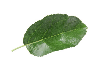 Fototapeta premium Green leaf of apple tree isolated on white