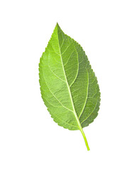 Green leaf of apple tree isolated on white