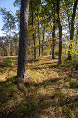 Obraz premium autumn in the forest