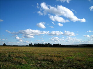 Fototapeta na wymiar A clear field of agricultural land is densely overgrown with grass. There are clouds in the sky. The forest darkens on the horizon.