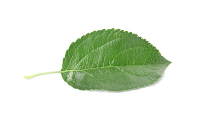 Green leaf of apple tree isolated on white