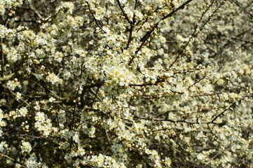Kirsche mit weißer Blüte im Frühling