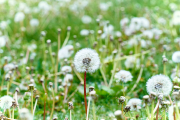 Dandelion on a spring meadow