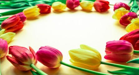 Colorful lovely fresh tulips in the form of a circle on a light yellow paper background. Greeting card. Flat lay.