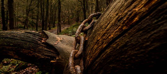 Fototapeta premium Dimmingsdale Valley & Furnace Forest Walks in December