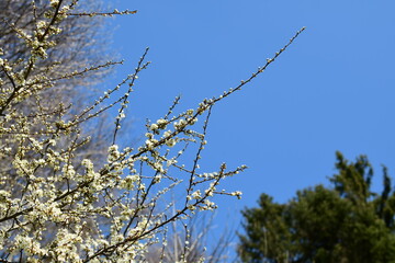 Kirschblüten im Frühling
