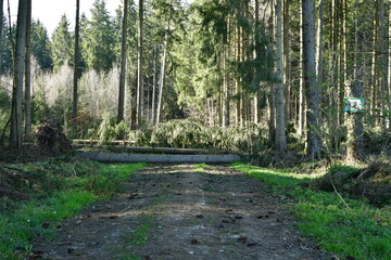 Sturmschäden im Wald durch umgefallene Bäume 