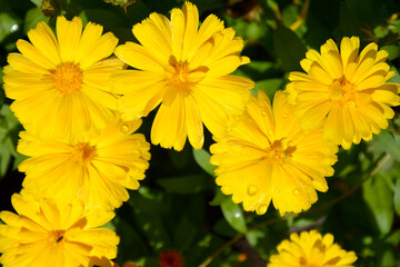 Calendula. Garden unpretentious flowers for the garden. A herbaceous plant with yellow flowers, marigolds and a medicinal product from this plant.