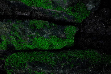 Dark green creepy moss texture background on old rustic weathered stone rock.