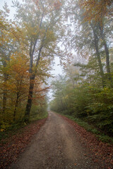 path in autumn forest