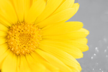 The color of 2021 is Illuminating and Ultimate Gray. Macro photo of calendula flower. Selective focus.