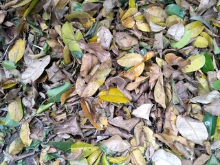 autumn leaves background