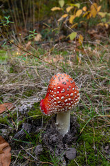 fly agaric mushroom