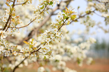Pear trees blossom in spring