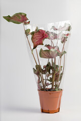 Potted Caladium house plant wrapping with transparent plastic isolated on white background