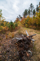 autumn in the forest