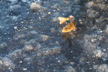 Frozen fish perch on the ice in winter left by the fisherman for bird feed.