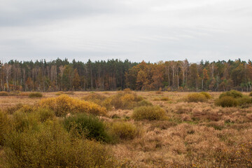 autumn in the forest