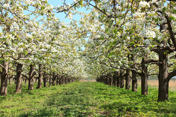 Fototapeta na wymiar Pear trees blossom in spring