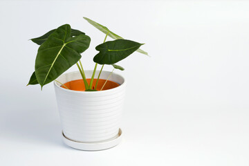 Alocasia Green Velvet potted house plant isolated on white background