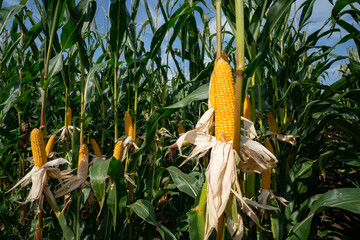 Züchtung von Maissorten - entblätterte reife Maiskolben auf einem Maisfeld. Landwirtschaftliches...