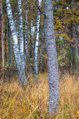 autumn in the forest