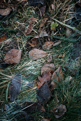 low key still life of Frozen leaves in winter on the ground