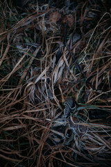low key still life of Frozen leaves in winter on the ground