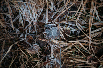 low key still life of Frozen leaves in winter on the ground