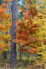 autumn in the forest