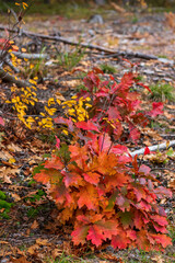 autumn leaves in the forest