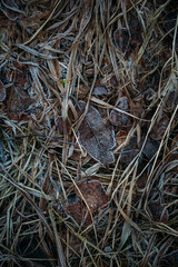 low key still life of Frozen leaves in winter on the ground
