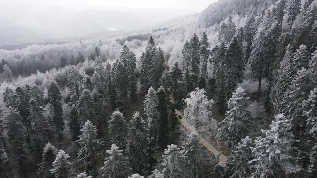 Aerial drone shot of empty road curving and winding in beautiful winter forest landscape in mountains or nature reserve. Pristine and clean peaceful scenery. Exploration and travel destination