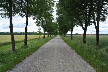 Allee