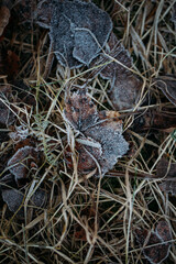 low key still life of Frozen leaves in winter on the ground