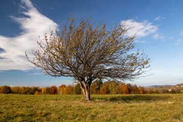 tree in the field