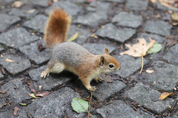 Squirrel posing in forest