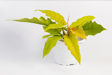 Philodendron golden ring of fire potted house plant isolated on white background