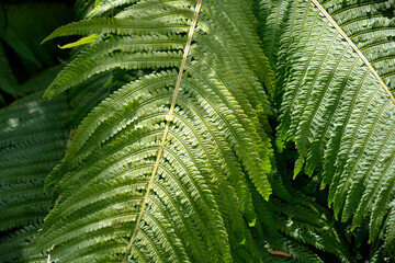 Fern leaves background. Garden shrub. Natural headpiece made of carved leaves. Back picture for writing text.