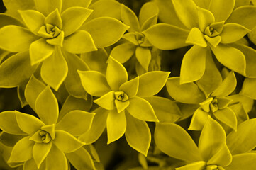 Succulent plant background.Illuminating and ultimate gray color of the year 2021