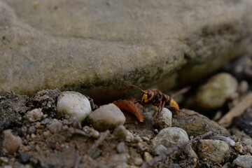 large forest wasp walking on the ground. Vespa crabro a dangerous venomous insect