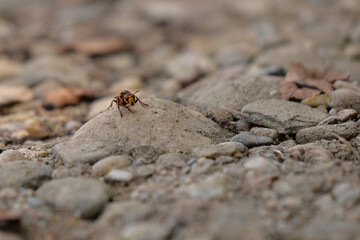 large forest wasp walking on the ground. Vespa crabro a dangerous venomous insect