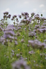 Obraz premium Blume