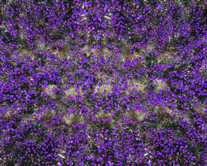Obraz premium Field of first spring flowers. Purple crocuses shot from above. Violet Crocus flowers in the city park bloom in early April