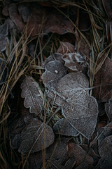 low key still life of Frozen leaves in winter on the ground