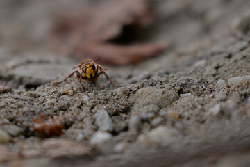 large forest wasp walking on the ground. Vespa crabro a dangerous venomous insect