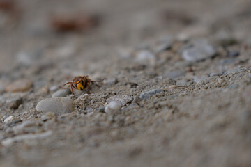 large forest wasp walking on the ground. Vespa crabro a dangerous venomous insect