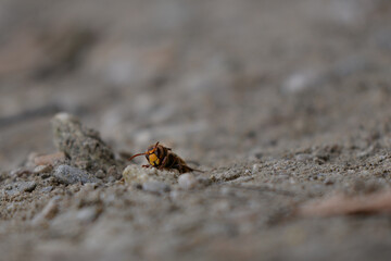 large forest wasp walking on the ground. Vespa crabro a dangerous venomous insect